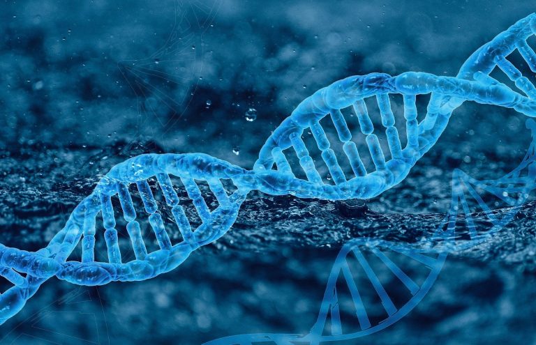 Genética y Desarrollo Craneofacial