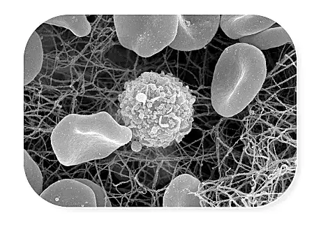 Microscopio de células sanguíneas y glóbulos blancos en un entorno de análisis biomédico.